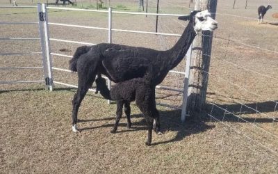 Alpaca Farm Visit