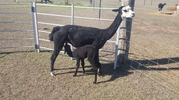 Alpaca Farm Visit